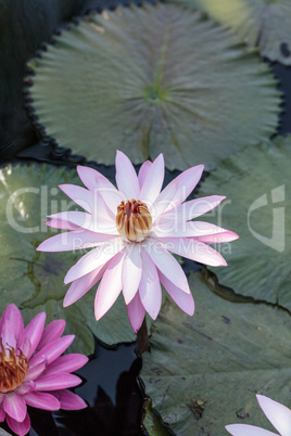 Pink water lily Nymphaea blooms