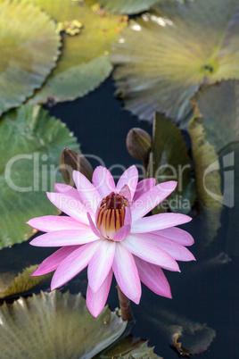 Pink water lily Nymphaea blooms