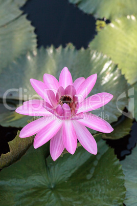 Pink water lily Nymphaea blooms