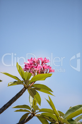 Cancun Pink Plumeria flower
