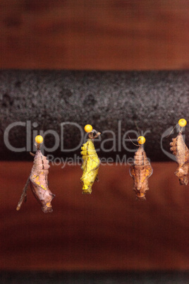 Pipevine Swallowtail butterfly chrysalis Battus philenor