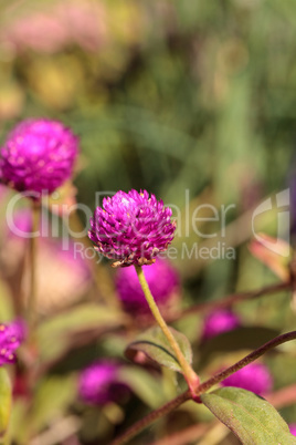 Gomphrena globosa Purple flower blooms