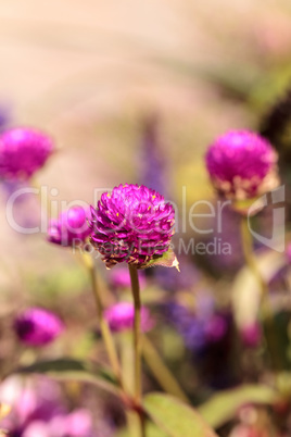 Gomphrena globosa Purple flower blooms