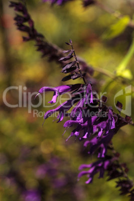 Purple Salvia ?Phyllis fancy? flower