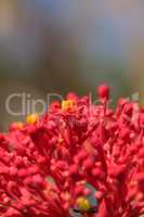 Coral plant Jatropha multifida flower