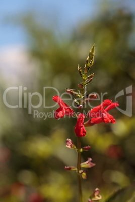 Red Salvia ?Phyllis fancy? flower blooms