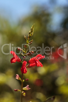 Red Salvia ?Phyllis fancy? flower blooms
