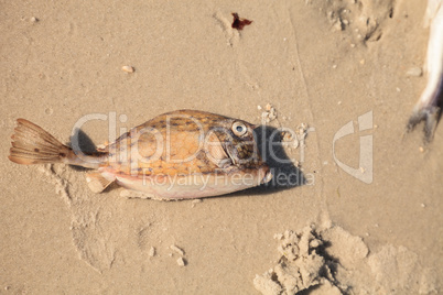 Scrawled cowfish Acanthostracion quadricornis that has died from