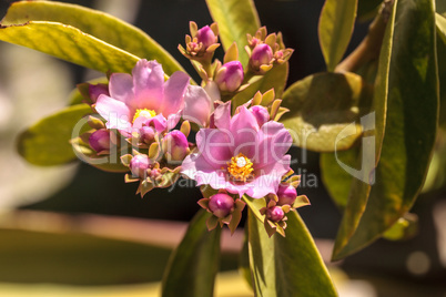 Flowering rose cactus Pereskia grandiflora blooms