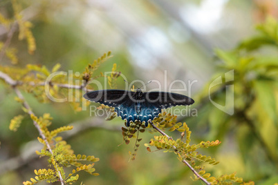 Pipevine Swallowtail butterfly Battus philenor