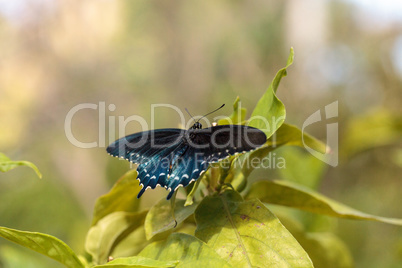 Pipevine Swallowtail butterfly Battus philenor