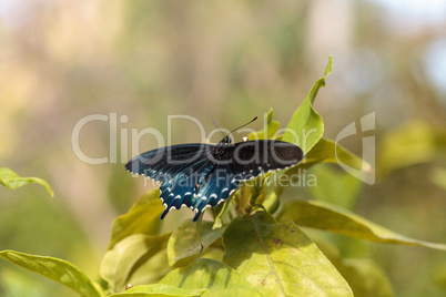 Pipevine Swallowtail butterfly Battus philenor