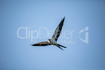 Flying Swallow-tailed kite collects Spanish moss