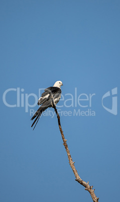 Swallow-tailed kite perches high in a tree and preens his feathe