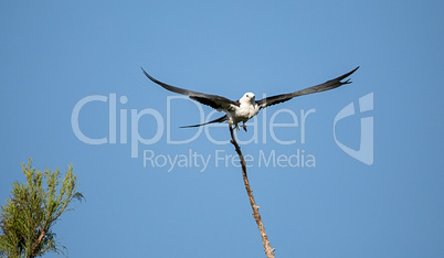 Flying Swallow-tailed kite collects Spanish moss