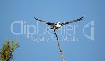 Flying Swallow-tailed kite collects Spanish moss