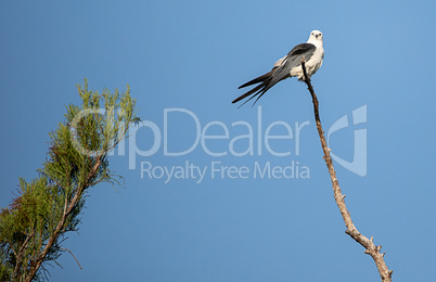 Swallow-tailed kite perches high in a tree and preens his feathe