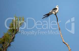 Swallow-tailed kite perches high in a tree and preens his feathe
