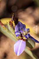 Purple Walking iris Neomarica caerulea ?Regina? blooms