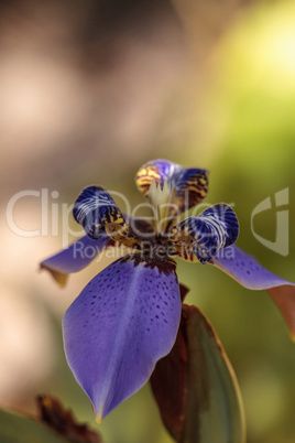 Purple Walking iris Neomarica caerulea ?Regina? blooms