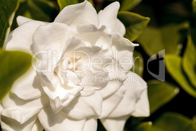 White gardenia blooms in a garden