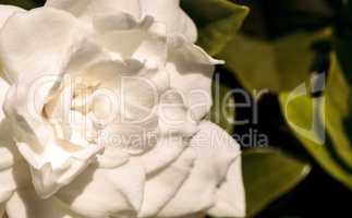 White gardenia blooms in a garden