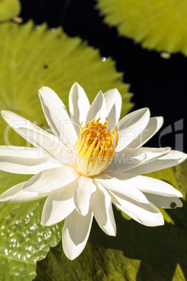 White water lily Nymphaea blooms