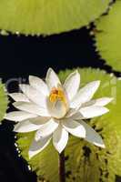 White water lily Nymphaea blooms