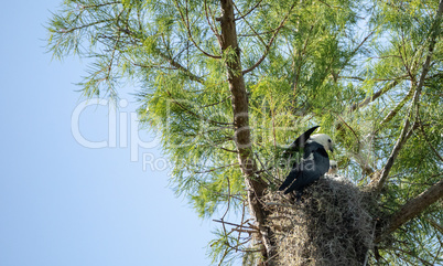 Fuzzy head of a swallow-tailed kite Elanoides forficatus chick