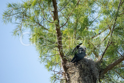 Fuzzy head of a swallow-tailed kite Elanoides forficatus chick