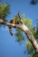 Relaxing big cypress fox squirrel Sciurus niger avicennia