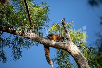 Relaxing big cypress fox squirrel Sciurus niger avicennia