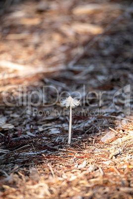 Ivory bonnet  mushroom Mycena flavoalba grows wild