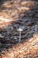 Ivory bonnet  mushroom Mycena flavoalba grows wild