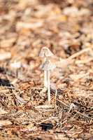 Ivory bonnet  mushroom Mycena flavoalba grows wild