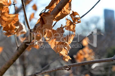Dry leafs