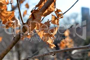 Dry leafs