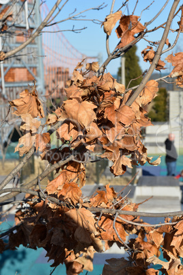 Dry leafs