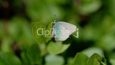 Brombeer-Zipfelfalter - Callophrys rubi - Makroaufnahme