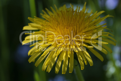 Löwenzahn - Blüte - Makroaufnahme