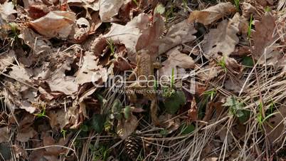 European toad walking on forest floor