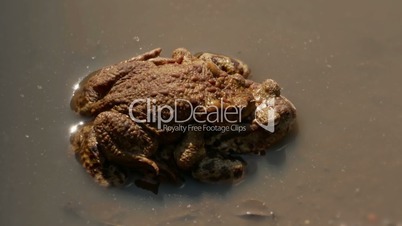 European toads mating in a shallow pond. Slow Pan