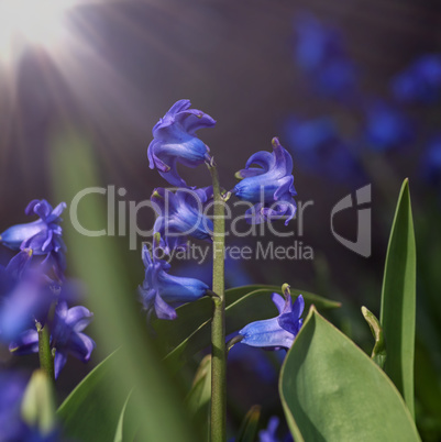 blooming blue hyacinth in the garden on a summer sunny  day