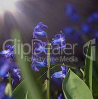 blooming blue hyacinth in the garden on a summer sunny  day