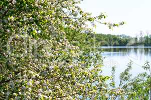 flowering tree on the lake, early spring blooms Bush white flowers, pond and blossomed tree