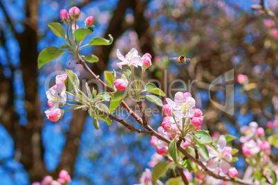 branch blooming with pink flowers, flowering branch of Apple, Apple and bee flowers