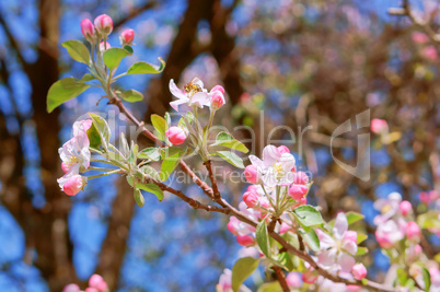 branch blooming with pink flowers, flowering branch of Apple, Apple and bee flowers