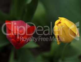 two flowering tulips red and yellow