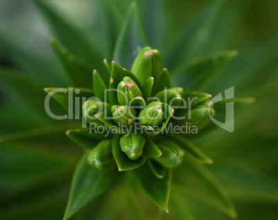 green leaves and unbroken buds of a lily