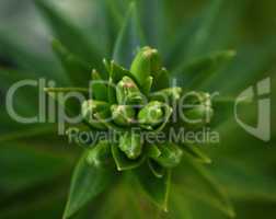 green leaves and unbroken buds of a lily